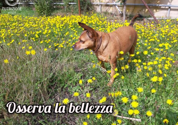 Ritrovare la bellezza